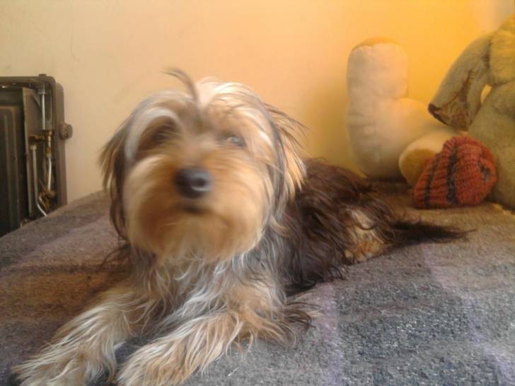 Muerdago - Yorkshire Terrier Mâle (2 ans)