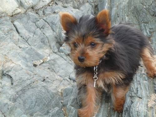 Jazzy - Yorkshire Terrier Mâle (2 ans)