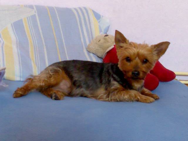 nina - Yorkshire Terrier