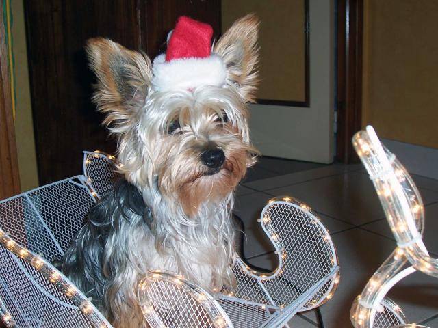 YORKSHIRE TERRIER PIKACHU - Yorkshire Terrier