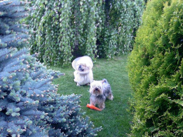 YORKSHIRE TERRIER PIKASHU - Yorkshire Terrier