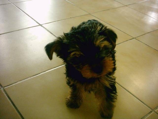 Yorkshire terrier - VOYOU - Yorkshire Terrier