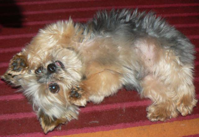 Yorkshire Terrier - Yorkshire Terrier