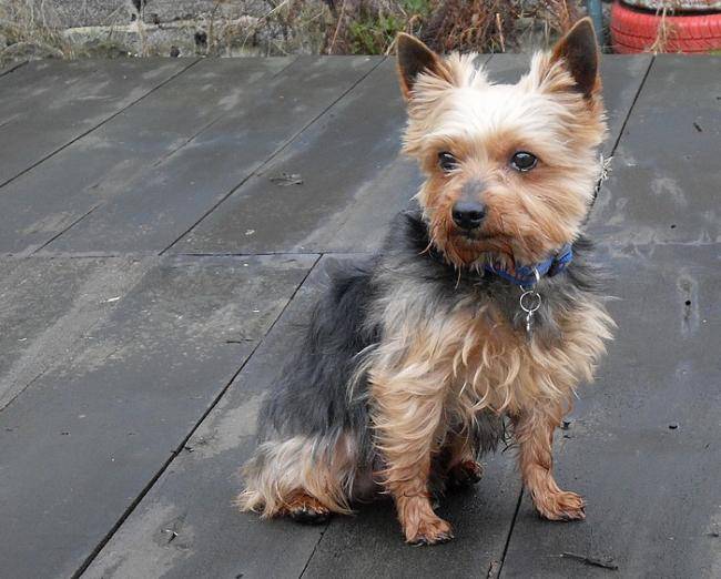 Benji mâle de 11 ans - Yorkshire Terrier (11 ans)