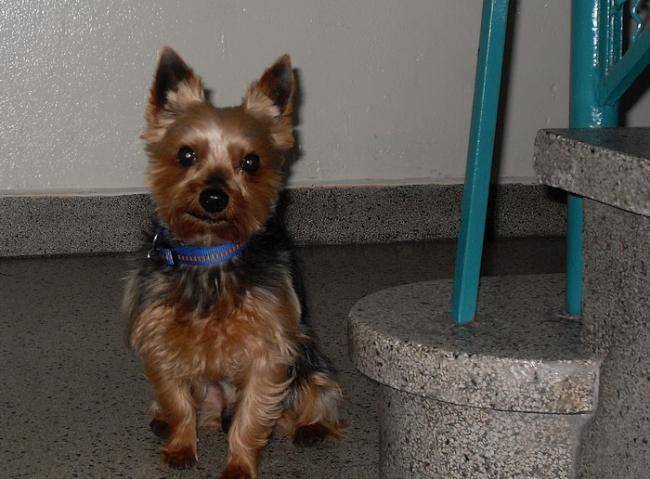 Benji mâle de 11 ans - Yorkshire Terrier (11 ans)