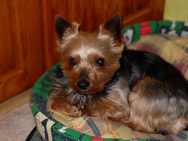 Benji - Yorkshire Terrier