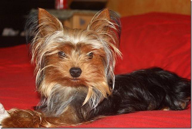 Eris, Yorkshire Terrier 14 mois - Yorkshire Terrier (1 an et 2 mois)
