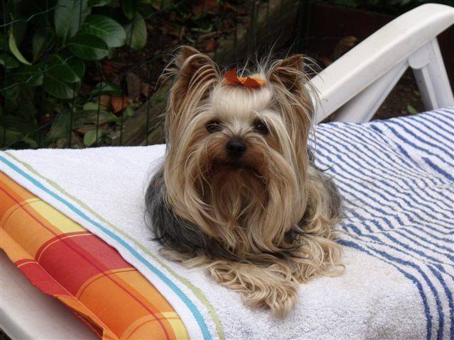 Un petit Yorkshire assis sur une chaise longue