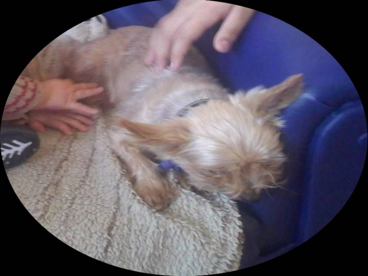 Rocky - Yorkshire Terrier Mâle (11 ans)