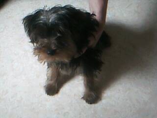 Falco - Yorkshire Terrier Mâle (4 mois)