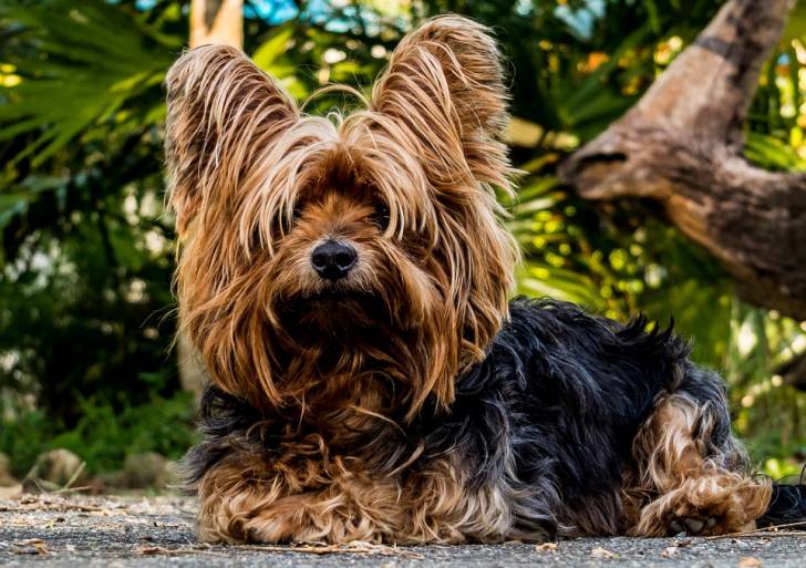 Le Yorkshire Terrier