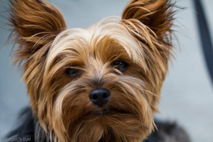 Le Yorkshire Terrier