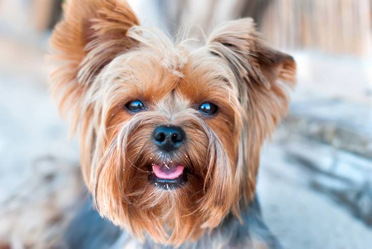Un Yorkshire Terrier avec la gueule ouverte