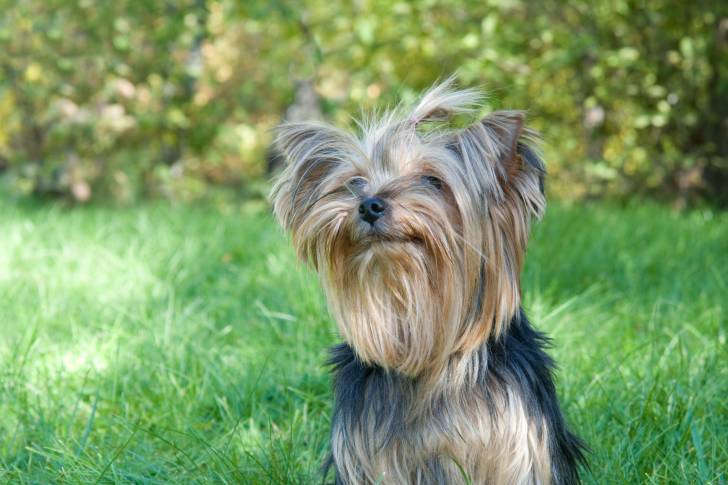 Le Yorkshire Terrier