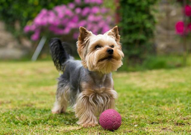Un adorable Yorkshire Terrier joue avec une balle dans le jardin