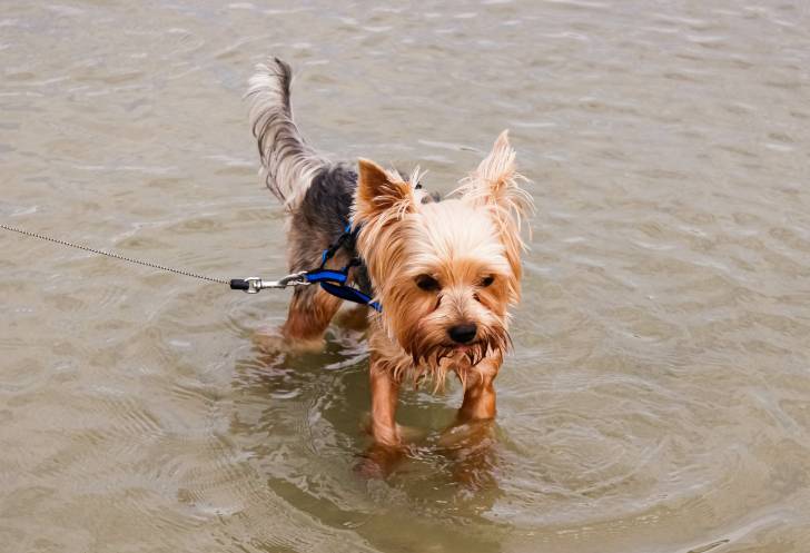 Un Yorkshire tenu en laisse marche dans l'eau