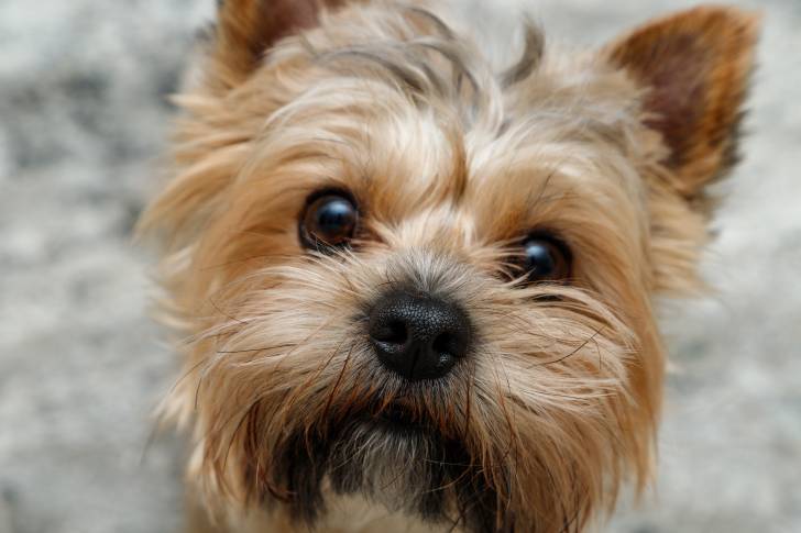 Zoom sur la tête d'un Yorkshire terrier