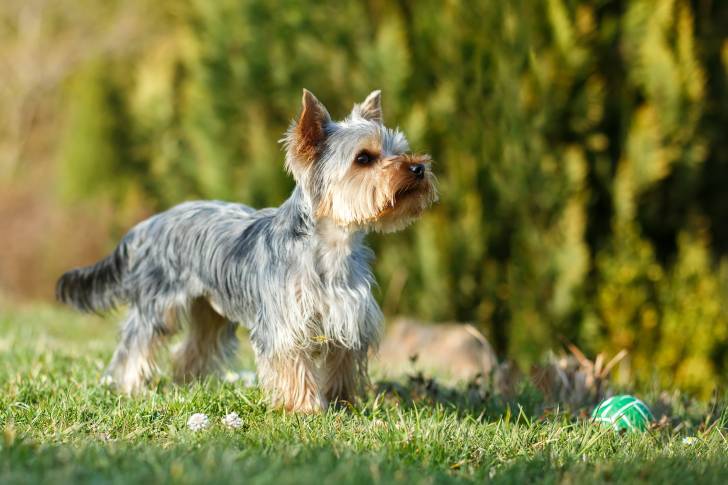 Un chiot Yorkshire Terrier jouant avec une balle en extérieur