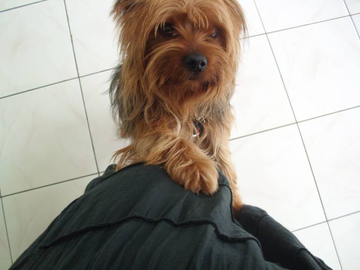Quimau - Yorkshire Terrier Mâle (2 ans)