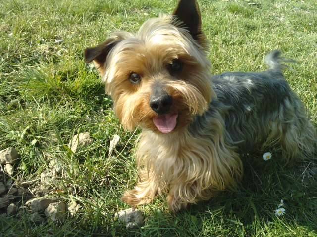 Ruby - Yorkshire Terrier Mâle (5 ans)