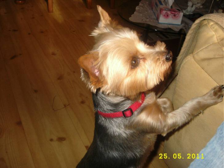 Chelly - Yorkshire Terrier Femelle (4 ans)