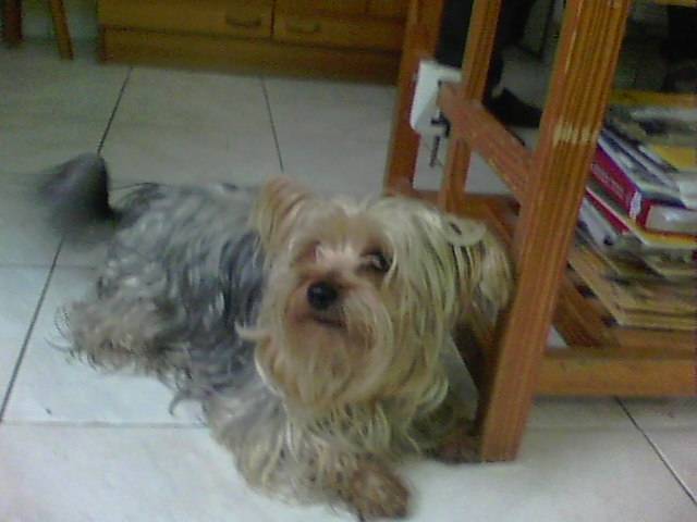 Elroudoudou - Yorkshire Terrier Mâle