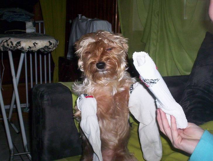 ben - Yorkshire Terrier Mâle (6 ans)