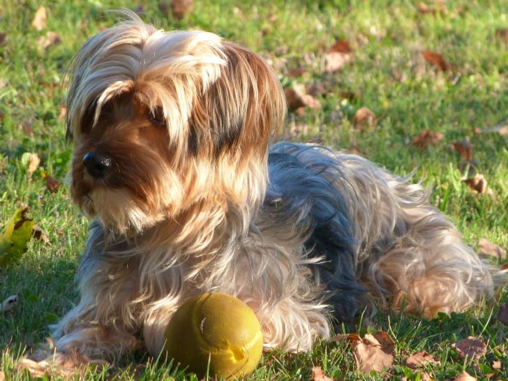 Lilas - Yorkshire Terrier Femelle (3 ans)