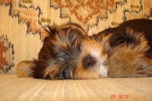 Sélia - Yorkshire Terrier Femelle (4 ans)