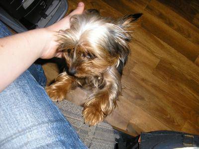 Paloma - Yorkshire Terrier Femelle (6 ans)