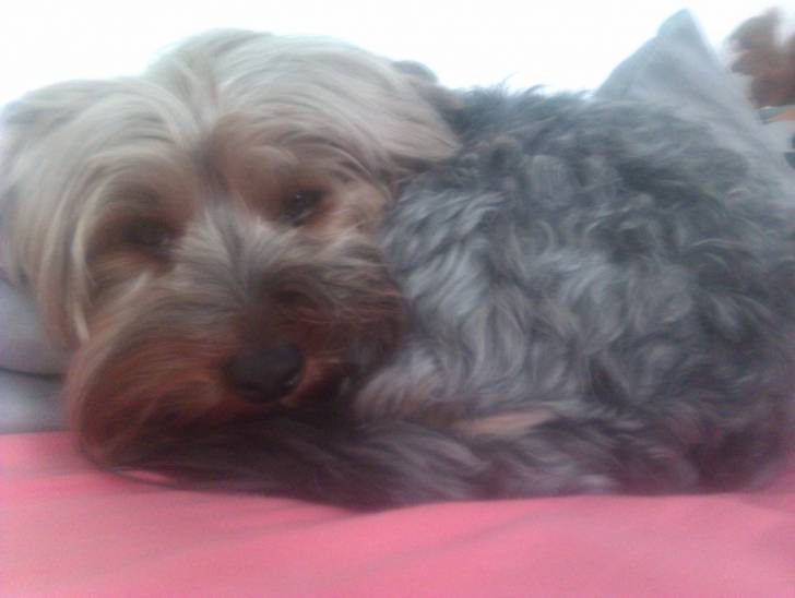 Pirat - Yorkshire Terrier Mâle (3 ans)