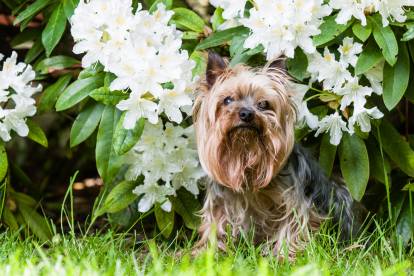 Un Yorkshire Terrier assis dans un jardin