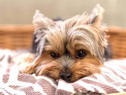 Un petit Yorkshire allongé dans son panier