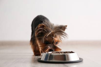 Un Yorkshire Terrier en train de renifler sa gamelle