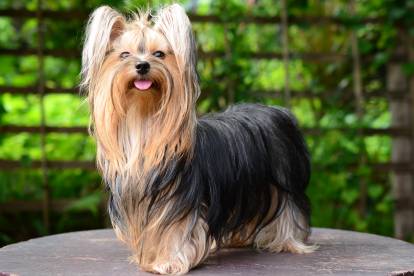 Un Yorkshire Terrier posant sur un tronc d'arbre
