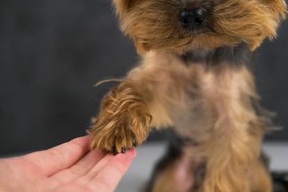 Zoom sur la patte d'un Yorkshire Terrier