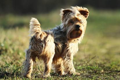 Un Yorkshire Terrier sur l'herbe, en train de regarder vers l'arrière