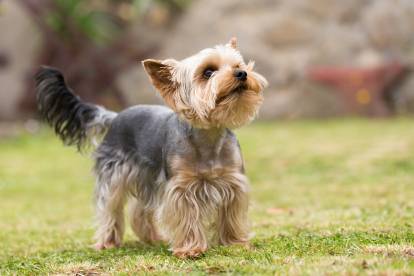 Un Yorkshire Terrier sur l'herbe, en train de regarder vers le haut