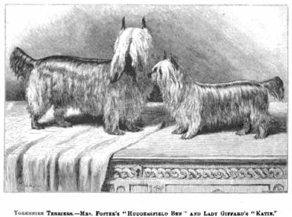 Dessin des deux Yorkshire Terriers Huddersfield Ben et Katie