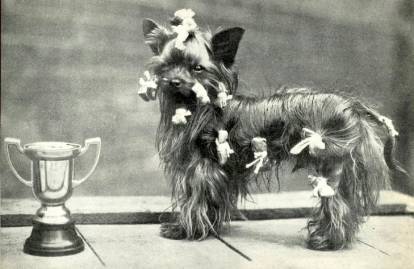 Photo ancienne d'un Yorkshire Terrier à une exposition canine