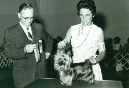 Une photographie ancienne d'un Yorkshire Terrier récompensé lors d'une exposition canine