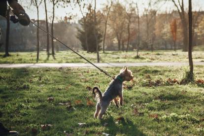 Un Yorkshire tirant sur sa laisse dans un parc