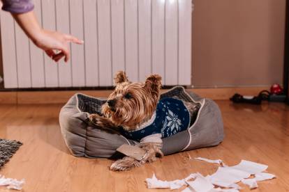Un Yorkshire Terrier se faisant gronder pour avoir déchiré du papier 