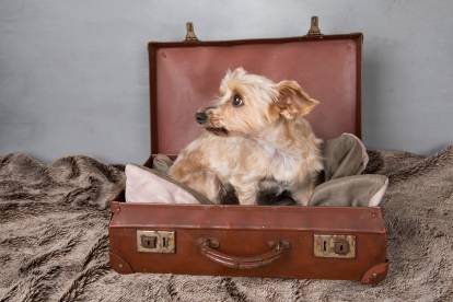Un Yorkshire Terrier assis dans une valise