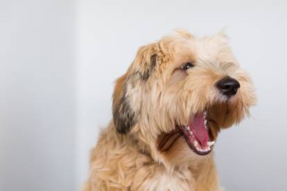 Un Yorkshire Terrier en train d'aboyer