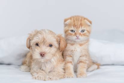 Un chiot Yorkshire Terrier allongé à côté d'un chat