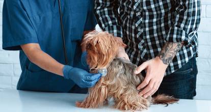 Un Yorkshire Terrier en train de se faire examiner par un vétérinaire