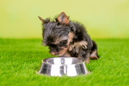 Un Yorkshire Terrier regardant dans une gamelle en métal