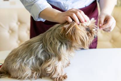 Une femme en train d'entretenir les yeux d'un Yorkshire Terrier 