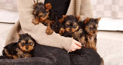 Une portée de chiots Yorkshire Terriers dans les bras de leur éleveur 